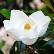 white magnolia flower with bright yellow center surrounded by leaves and branches