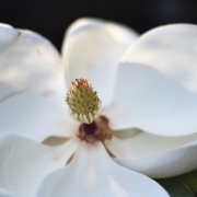 closeup of white magnolia flower shown with green and orange center and delicate petals