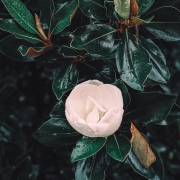 aerial view of white magnolia flower surrounded by dark leaves covered in dewy condensation
