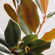 plant with orange and green leaves against white background